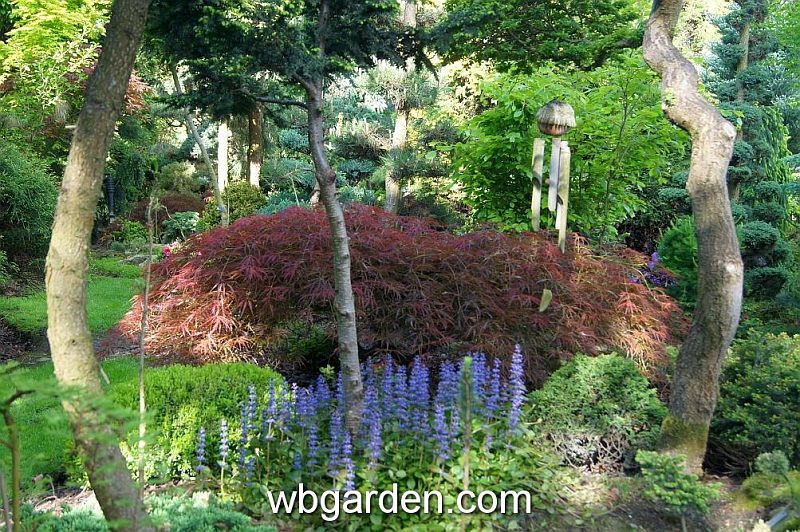 wbgarden spring 17.JPG